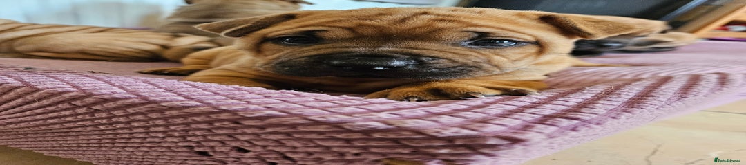 Shar Pei Puppy 1