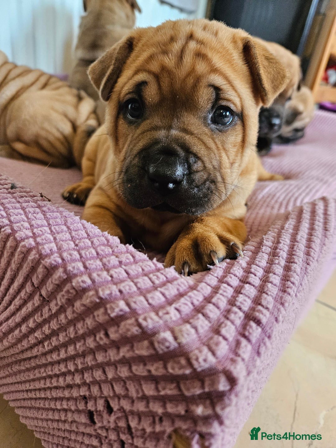 Shar Pei dogs for sale: Shar Pei puppies (READY TO GO NOW) - Image 17