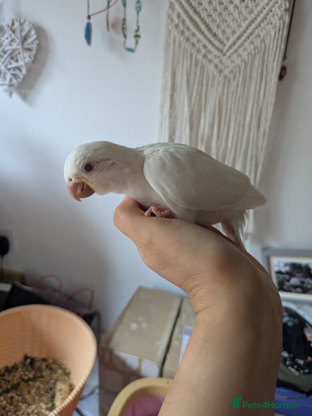 Parakeets birds for sale: Hand reared tamed white and cobalt Quaker parrots  - Image 15