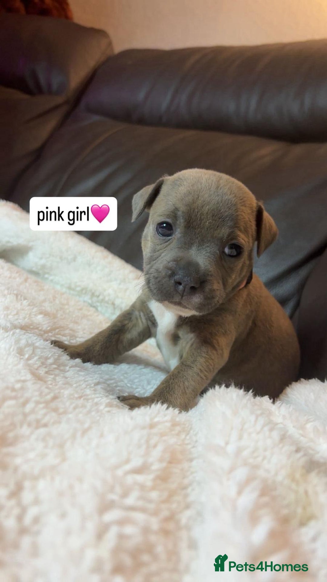 Staffordshire Bull Terrier dogs for sale: Eight gorgeous staffy puppies. - Advert 3