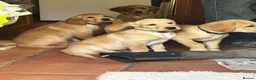 Goldador dogs for sale: Golden retriever Labrador cross  in Glasgow - Advert 2