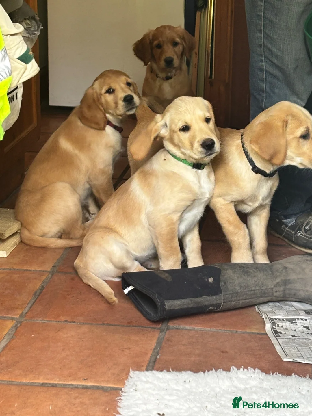 Goldador dogs for sale: Golden retriever Labrador cross  in Glasgow - Advert 2