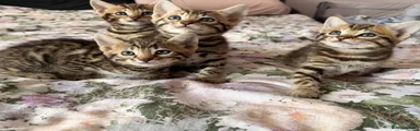 Bengal female 2