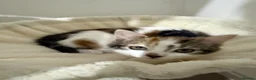 Mixed Breed cats for sale: A Calico female Kitten  - Advert 6