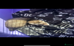 Ferret rodents for sale: 2 female ferrets looking for new home  - Image 2