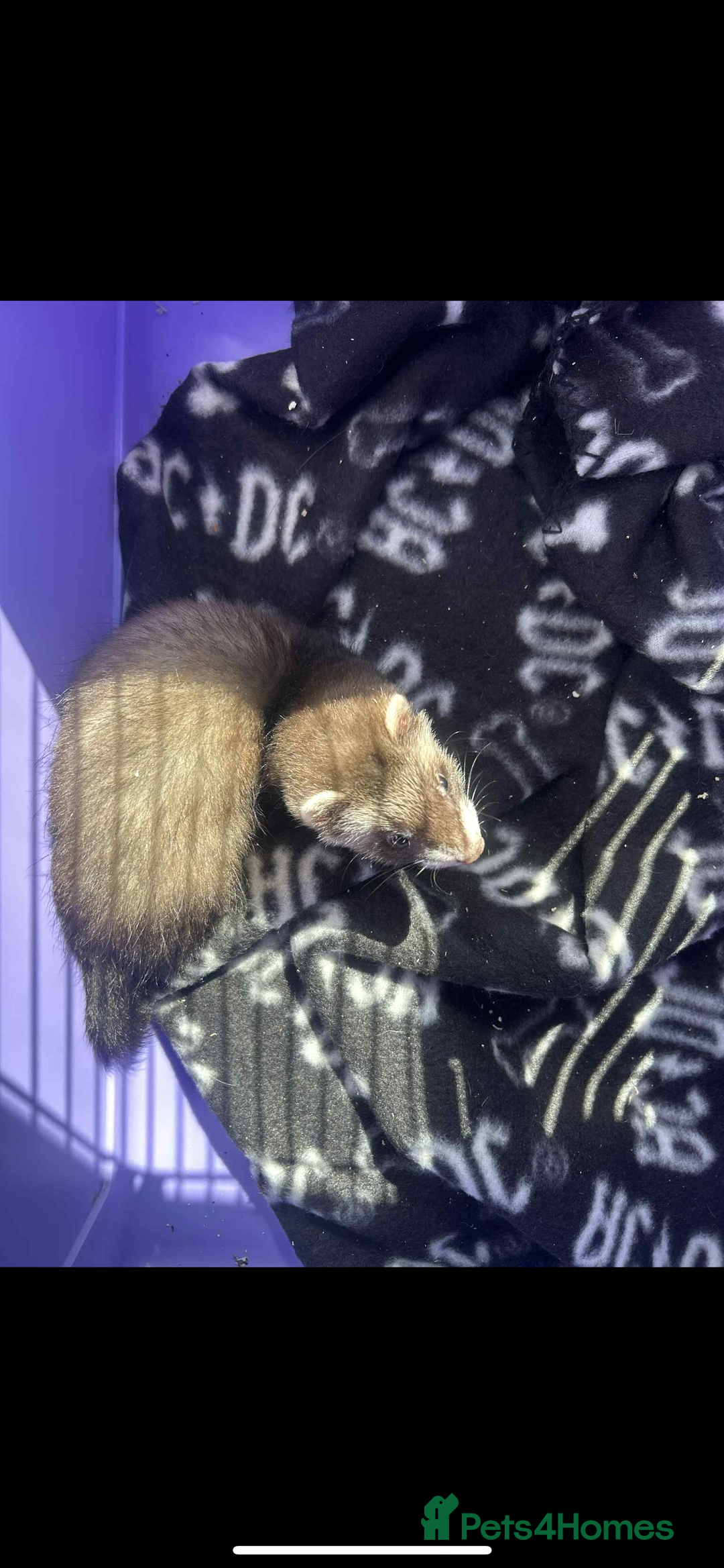 Ferret rodents for sale: 2 female ferrets looking for new home  - Image 2