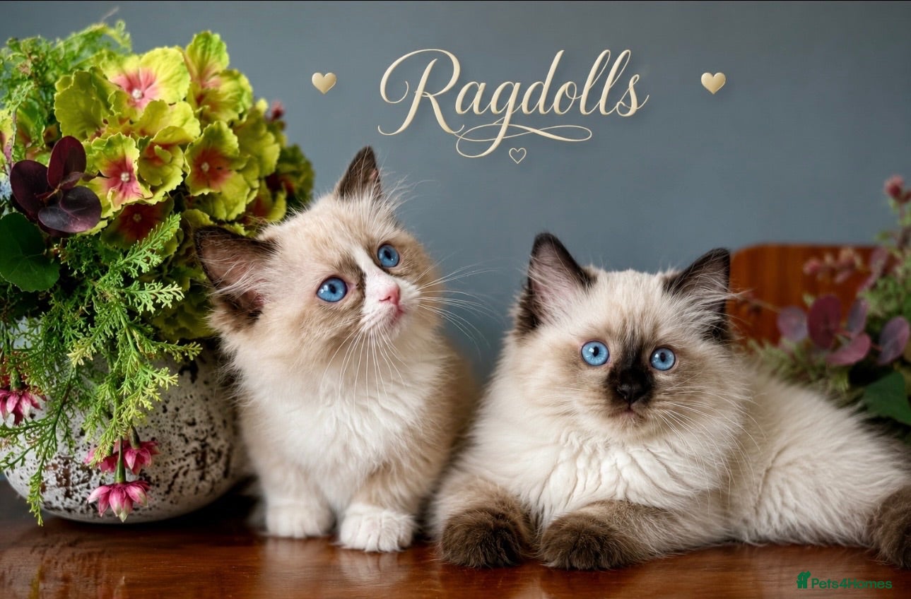 Ragdoll cats Stunning  ragdoll kittens boy available  - Advert 14
