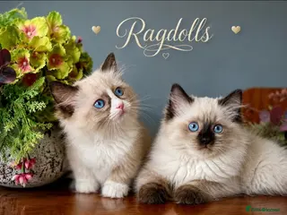 Ragdoll cats Stunning ragdoll kittens boy available - Advert 5