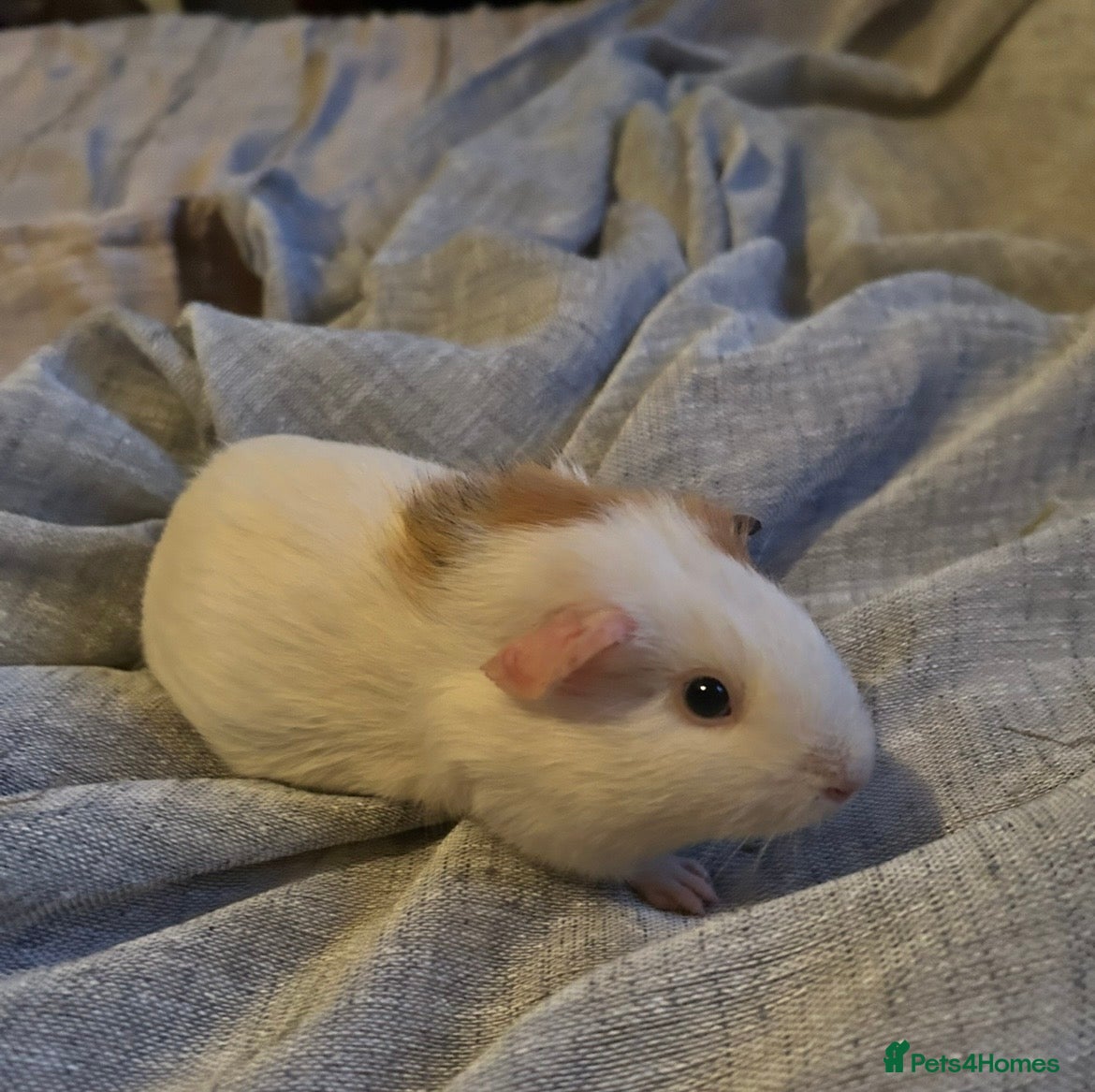 Guinea Pig rodents 6 Male Guinea Pigs - Advert 1