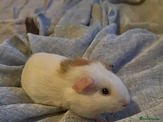 Guinea Pig rodents 6 Male Guinea Pigs - Advert 1