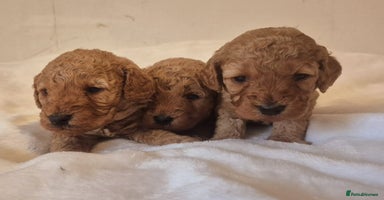 Miniature Poodle dogs - Advert 3