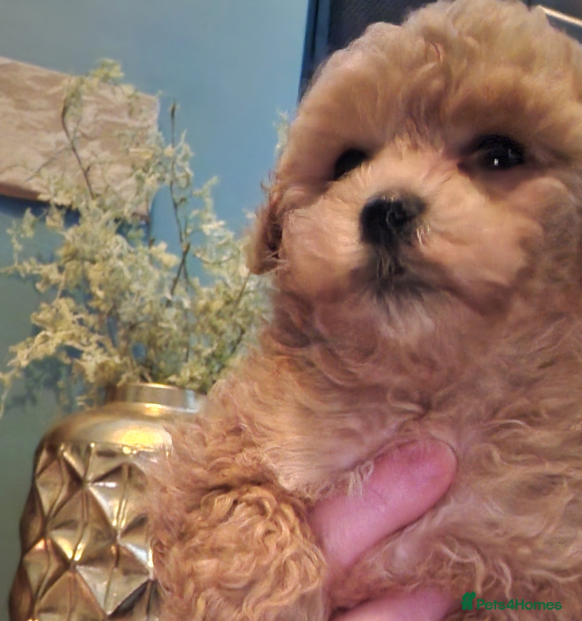 Maltipoo dogs Outstanding Tiny Female Maltipoo - Advert 13