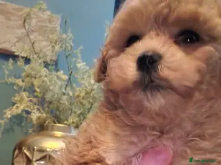 Maltipoo dogs Outstanding Tiny Female Maltipoo - Advert 13