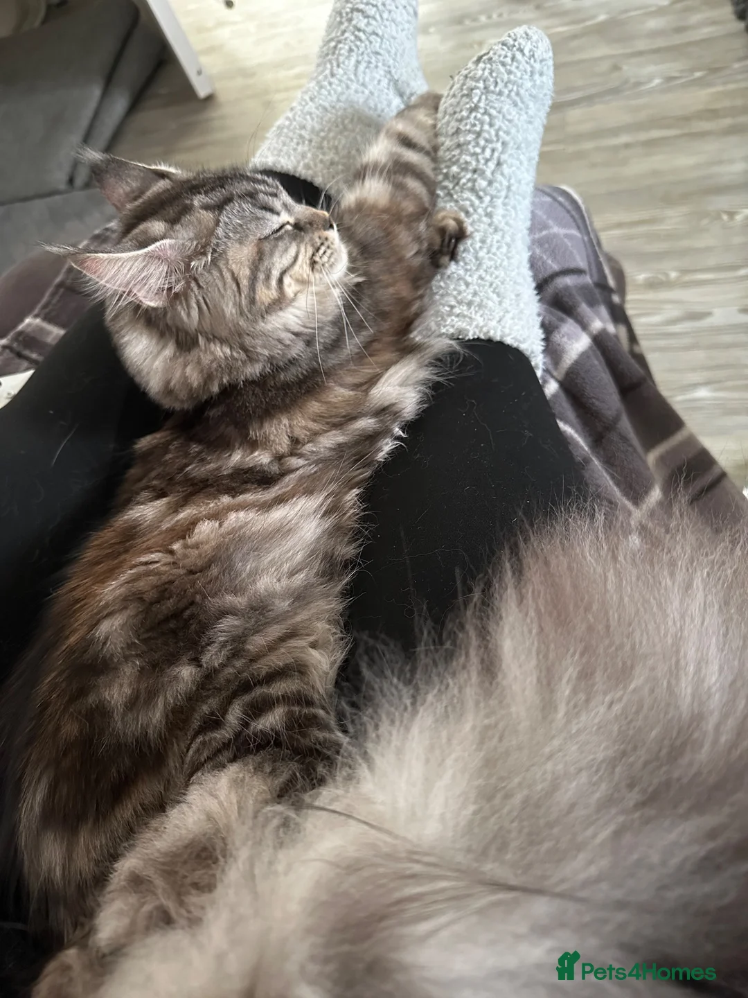 Maine Coon cats for sale: GCCF Silver torbie - Advert 2