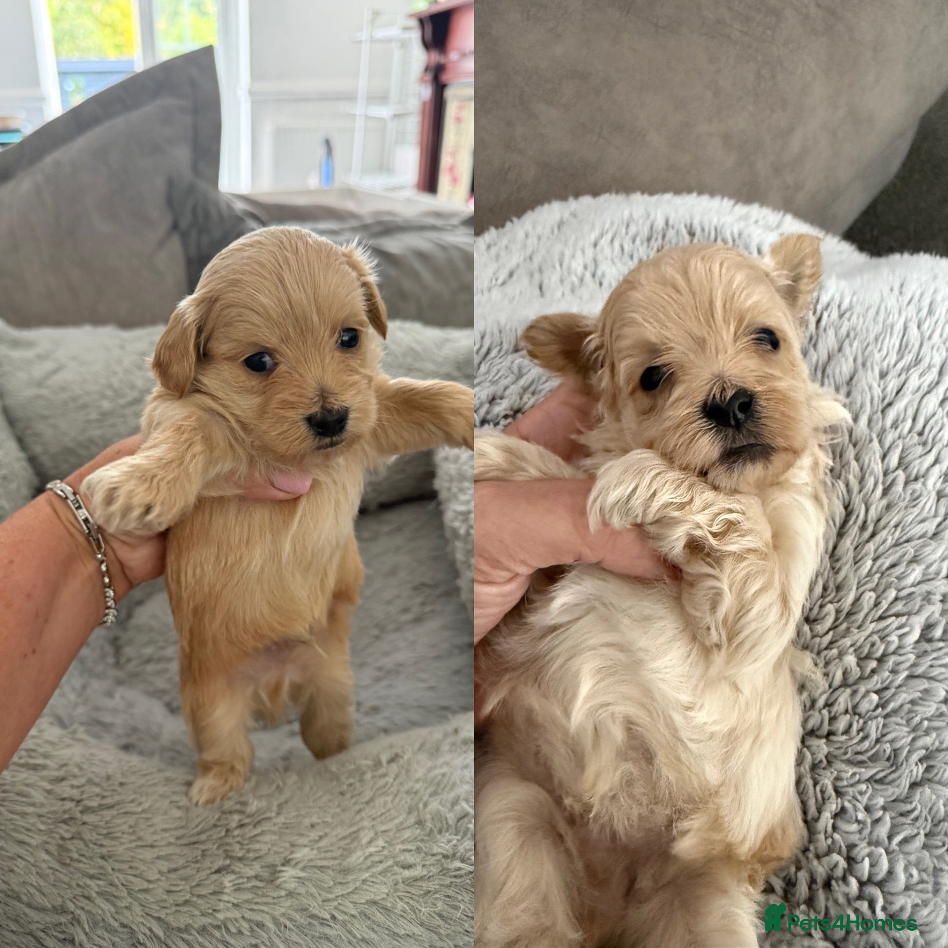 Maltipoo dogs F1 Maltipoo Puppies - Advert 1