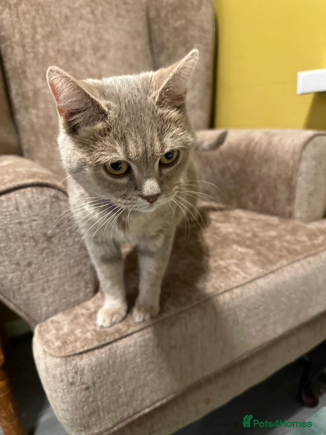 British Shorthair cats for sale: Female kitten - Advert 11