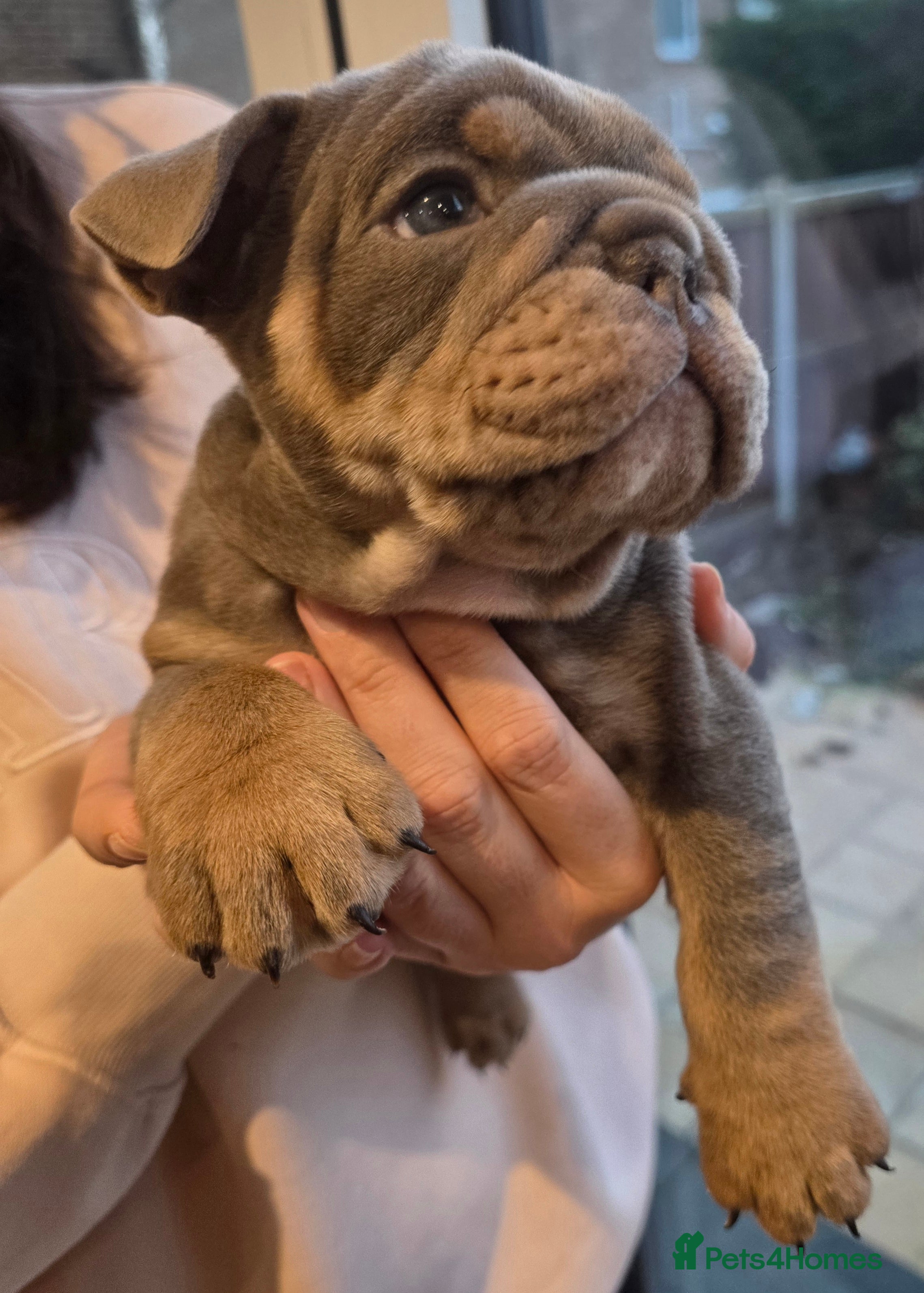 English Bulldog dogs Lilac/tan/white English Bulldogs. 2 remaining.  - Advert 1