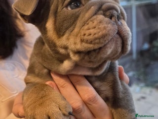 English Bulldog dogs Lilac/tan/white English Bulldogs. 2 remaining. - Advert 7