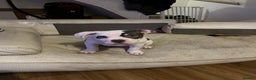 American Bully dogs for sale: Pocket Bully puppy GIRL - FOR SALE - Advert 5