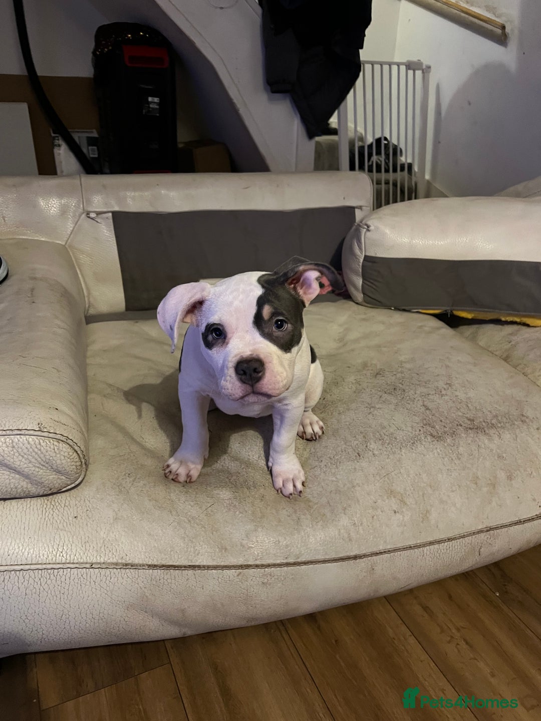 American Bully dogs for sale: Pocket Bully puppy GIRL - FOR SALE - Advert 5