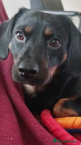 Mixed Breed dogs - Advert 1