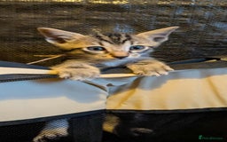 Mixed Breed cats for sale: Blue point siamese x domestic cat - Image 5