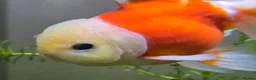 Goldfish fish for sale: Goldfish in Kingston upon Thames - Advert 6