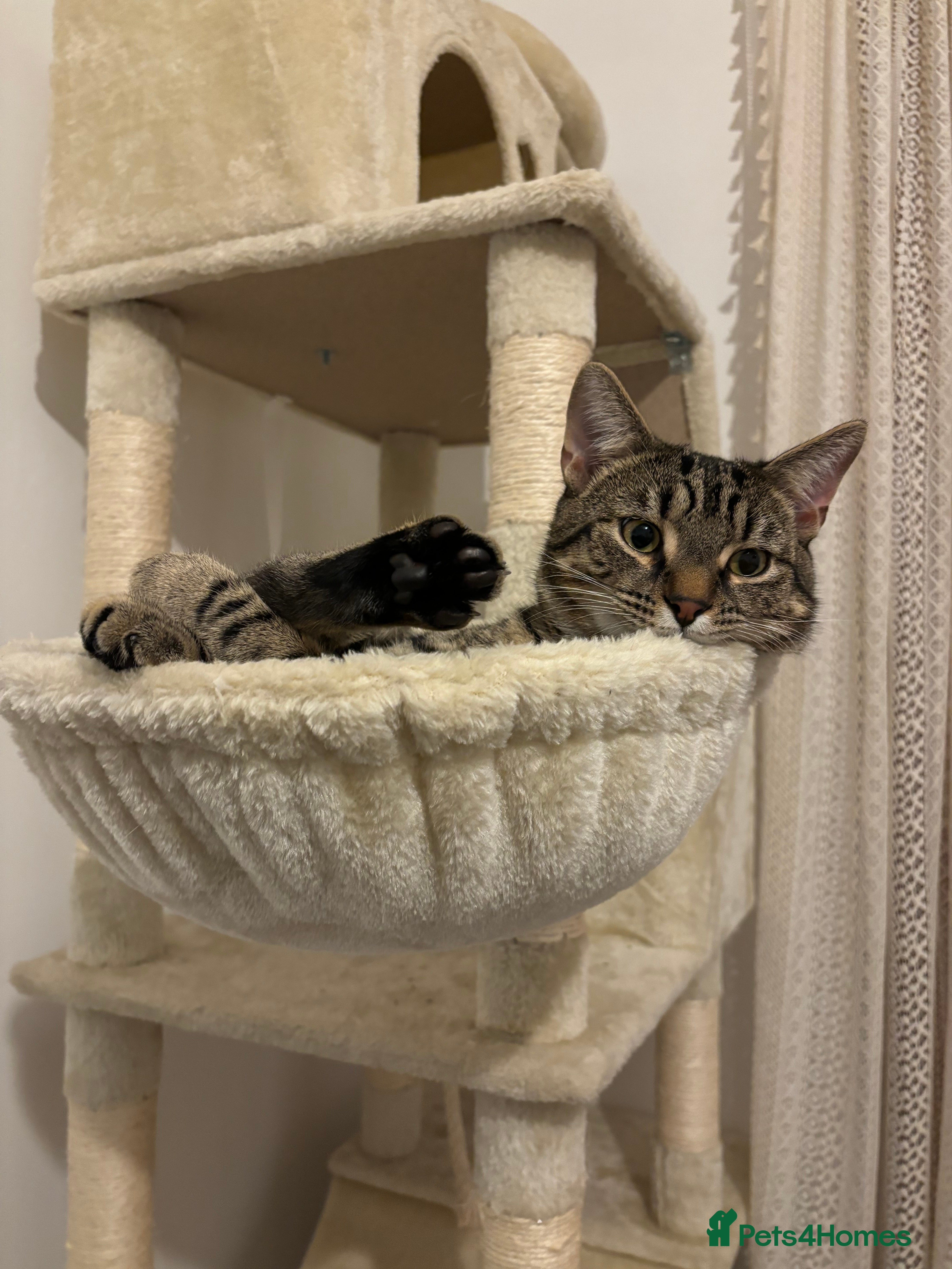 Domestic Shorthair cats Affectionate and playful boy needs a new home - Advert 4