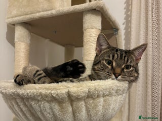 Domestic Shorthair cats Affectionate and playful boy needs a new home - Advert 4