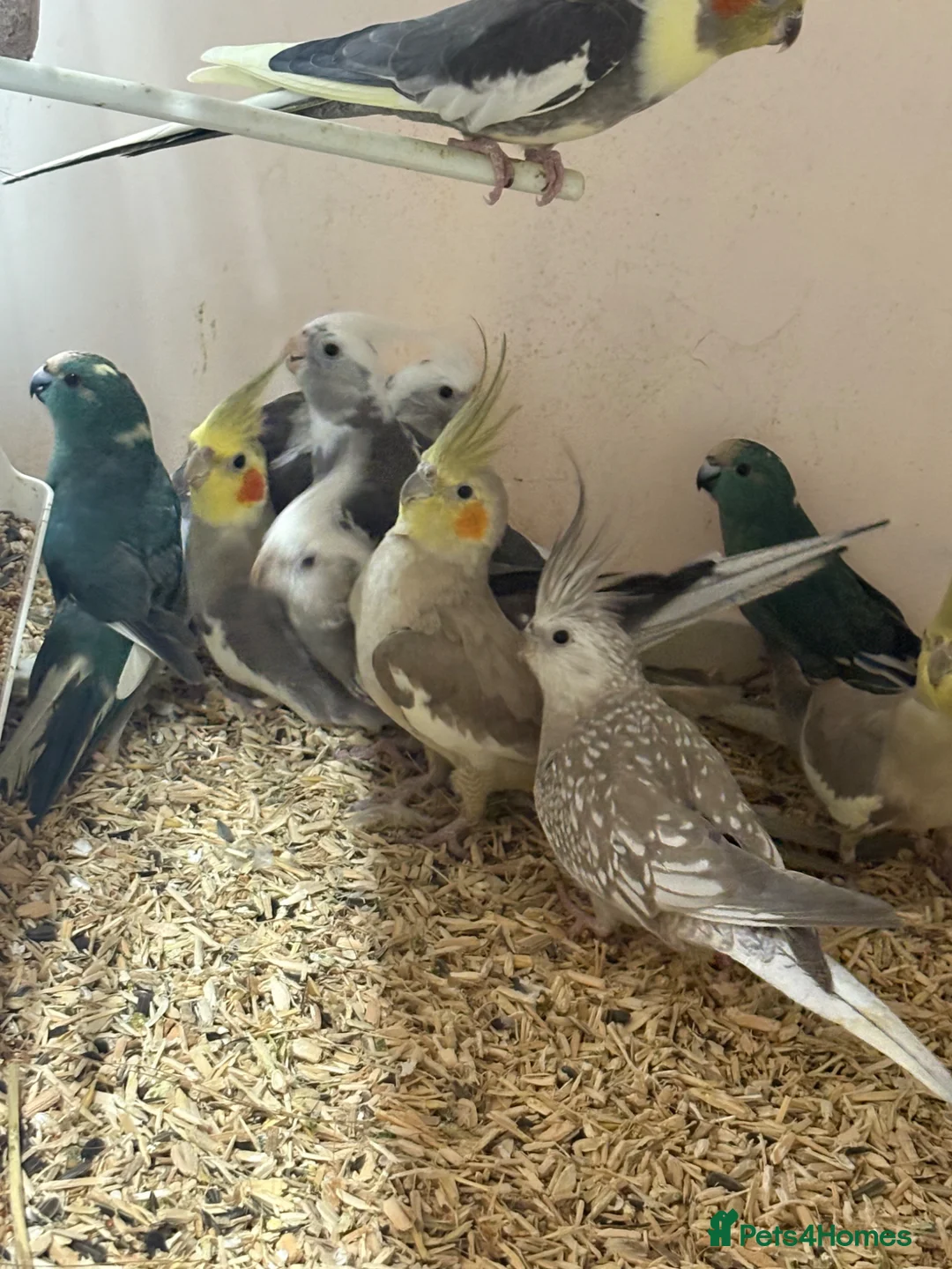 Cockatiels birds for sale: Stunning cockatiels  - Advert 1