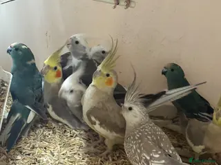 Cockatiels birds Stunning cockatiels - Advert 1