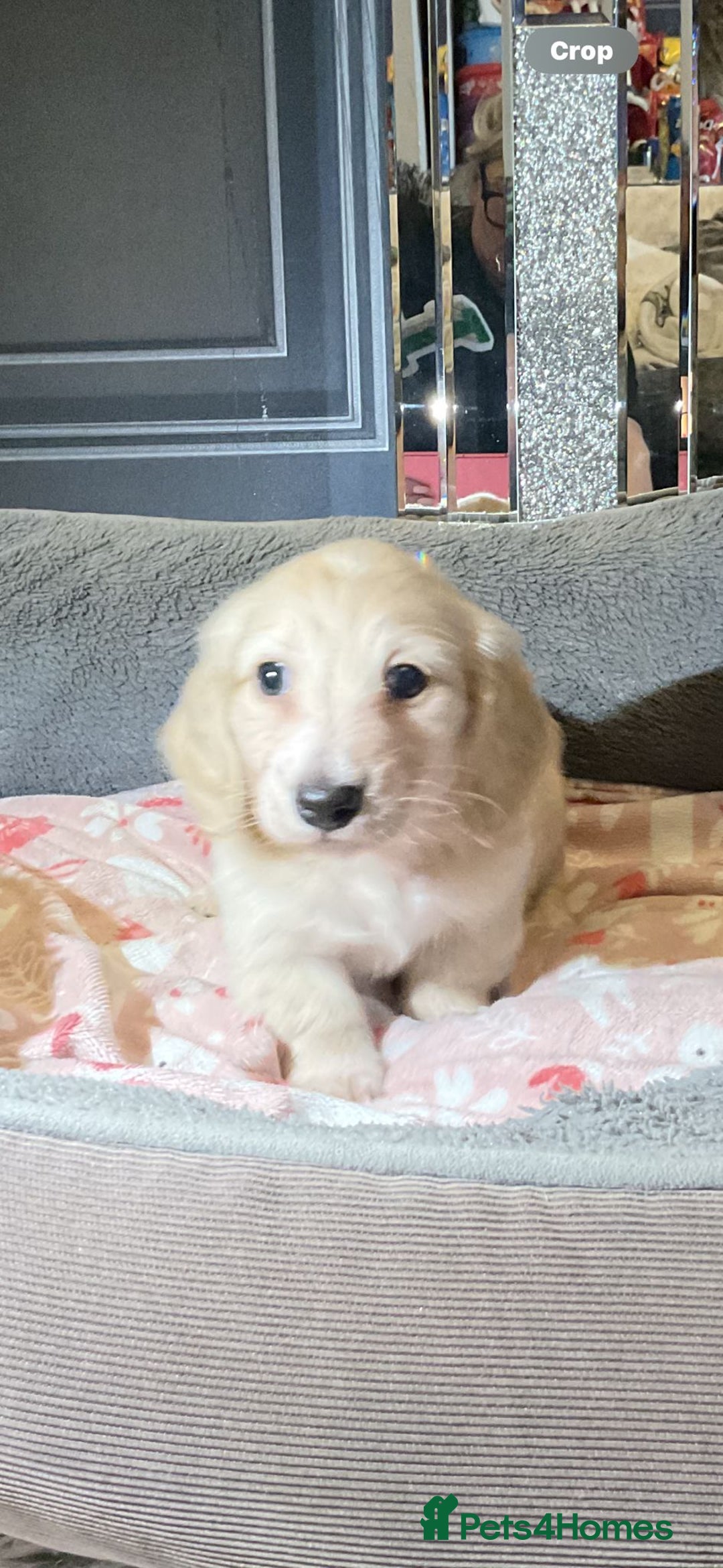 Miniature Dachshund dogs for sale: Cream miniature kc dachshund campion lines  - Advert 1