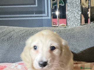 Miniature Dachshund dogs Cream miniature kc dachshund - Advert 16