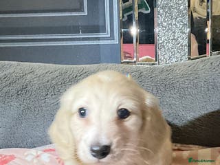 Miniature Dachshund dogs Cream miniature kc dachshund campion lines - Advert 11