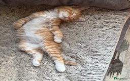 Mixed Breed cats for sale: Lord nelson - Image 2