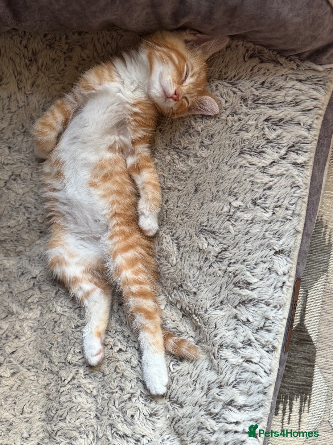 Mixed Breed cats for sale: Lord nelson - Image 2
