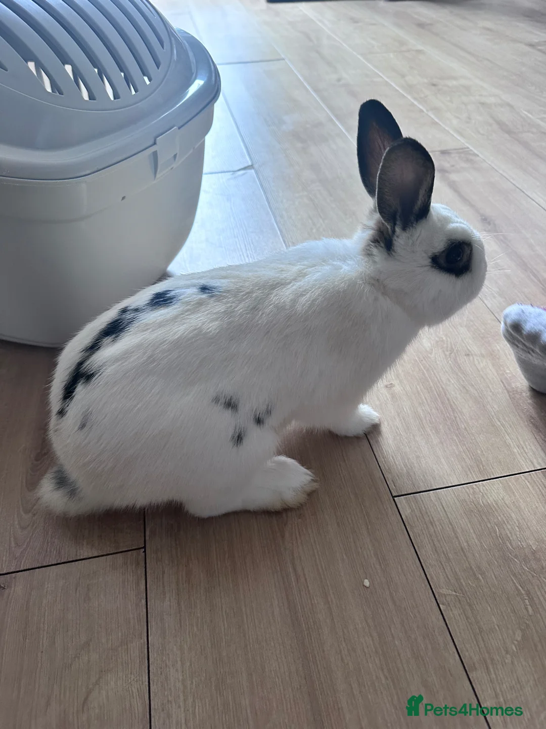 Mixed Breed rabbits for sale: Bunnies  - Advert 11