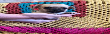 Mixed Breed 4