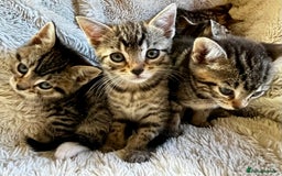 Bengal cats for sale: Sweetest Little Bengal X 9wks old in Dorking - Image 10
