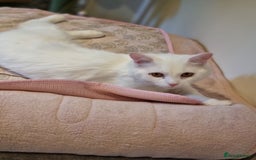 British Longhair cats for sale: Looking for a new home - Image 5