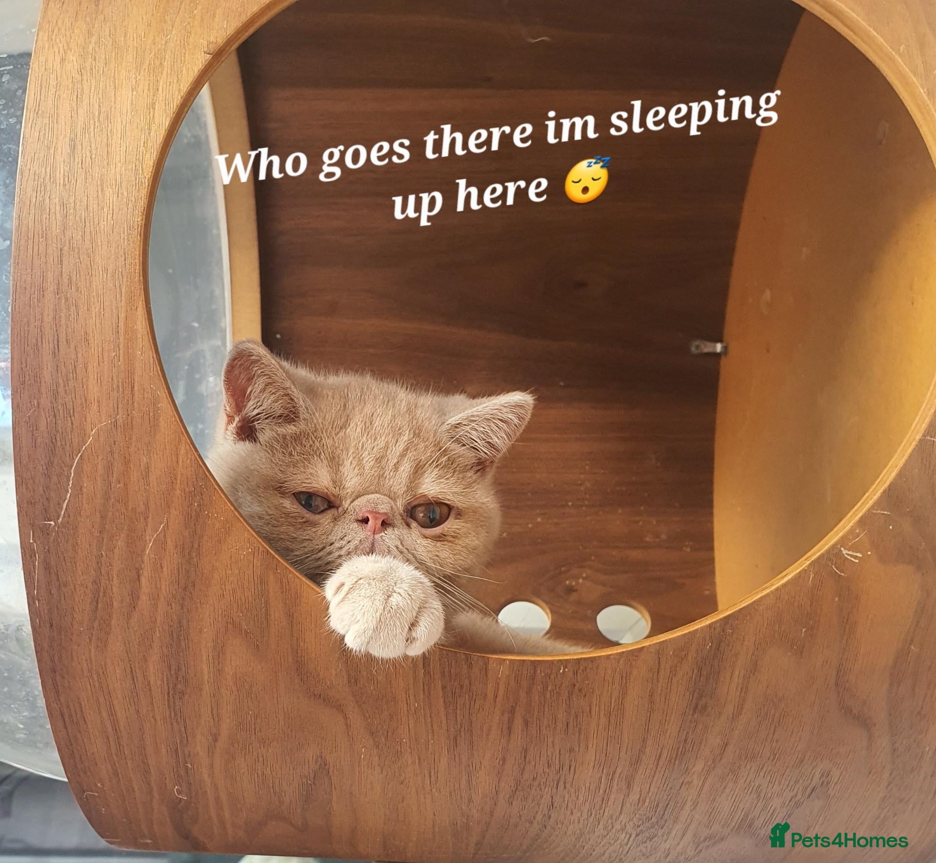 Persian cats Gccf Persian exotic short hair ( Chunky boys ) - Advert 2