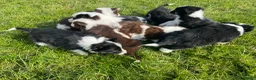 Border Collie dogs for sale: STUNNING LITTER OF 8 BORDER COLLIE PUPPYS  - Advert 4
