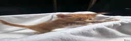 Maine Coon cats for sale: Maine Coon Polydactyl Kittens - Advert 15