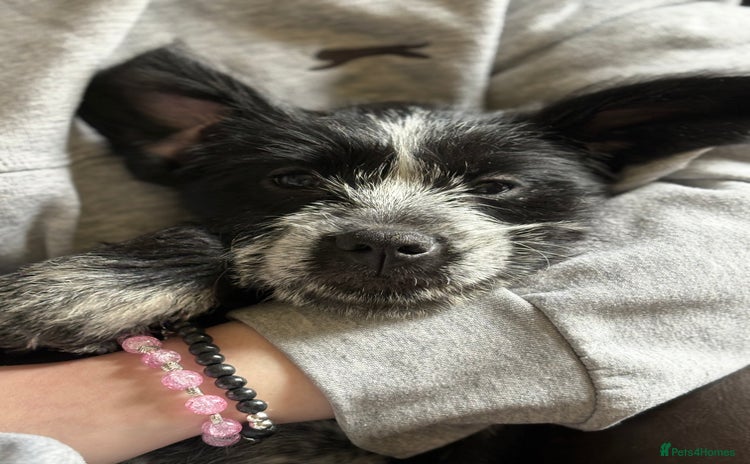 Mixed Breed dogs - Advert 4