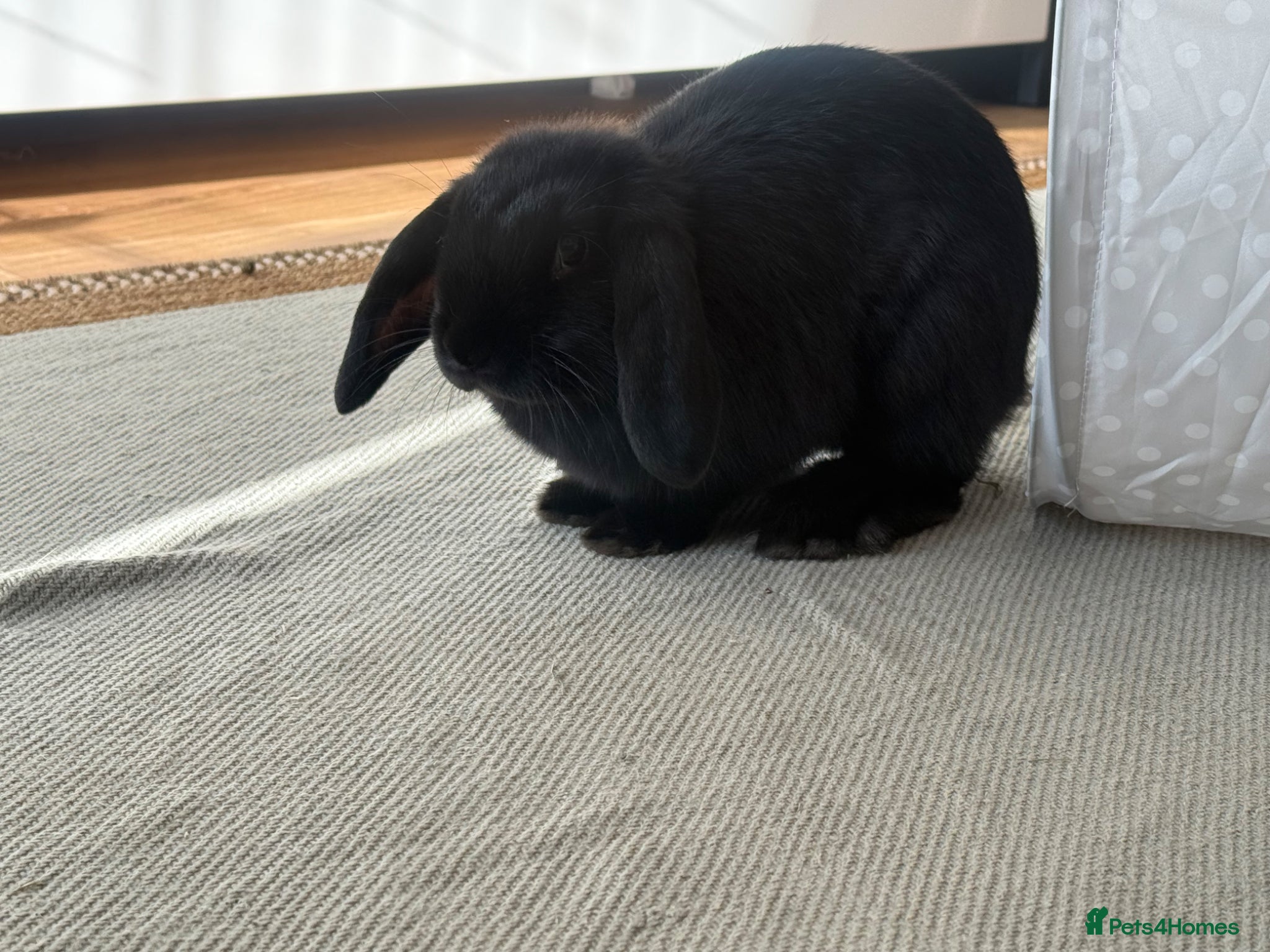 Mini Lop rabbits Mini Lop bunny rabbit  - Advert 1