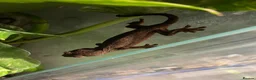 Mixed Breed reptiles for sale: Reptiles for sale in Taunton - Advert 4