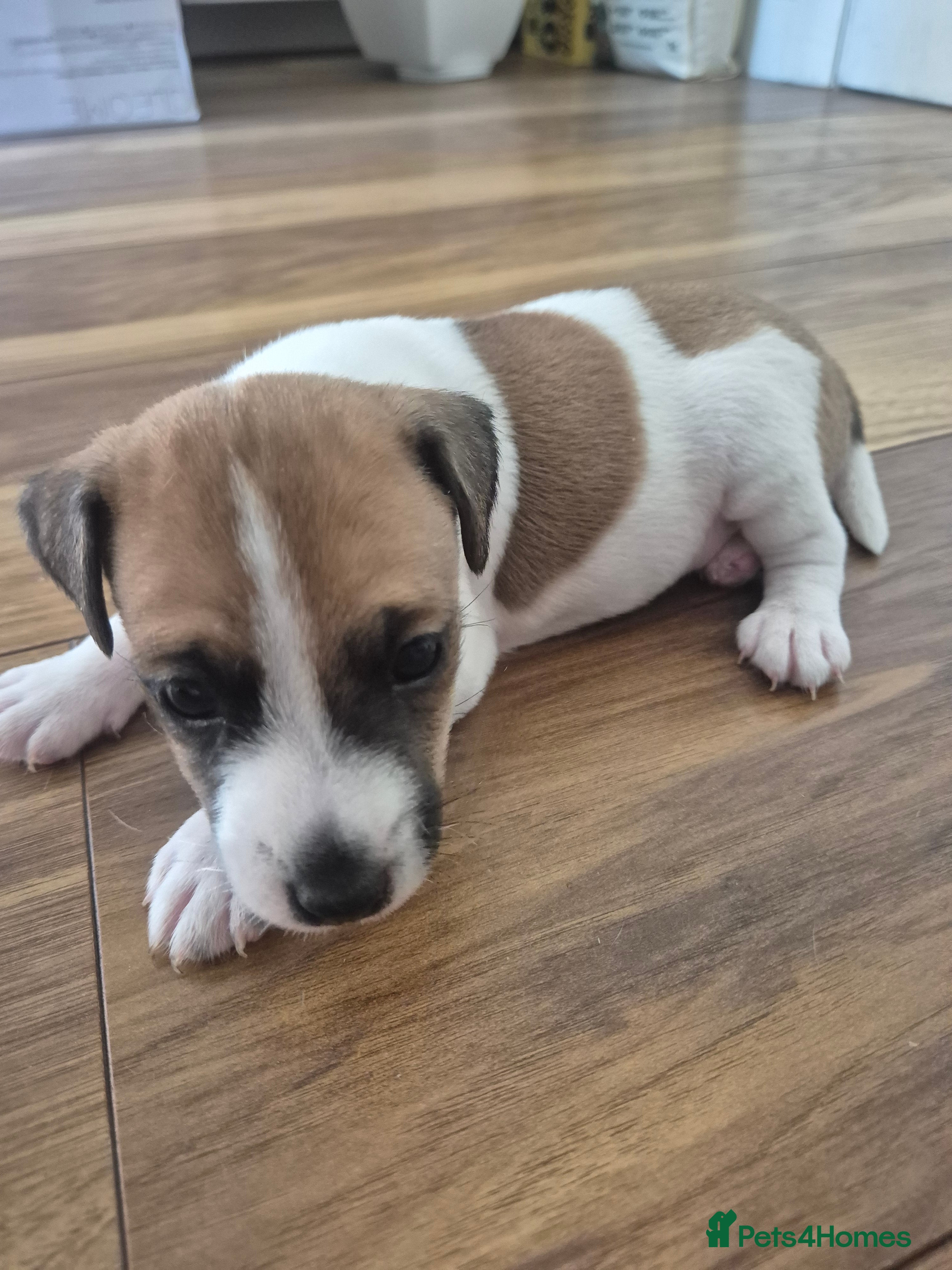 Jack Russell dogs Jack Russel puppies  - Advert 2
