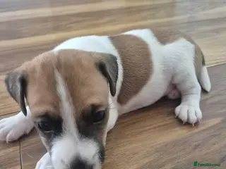 Jack Russell dogs Jack Russel puppies - Advert 2