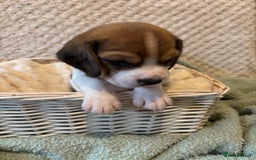 Beagle dogs for sale: KC registered Beagle puppies  - Image 35