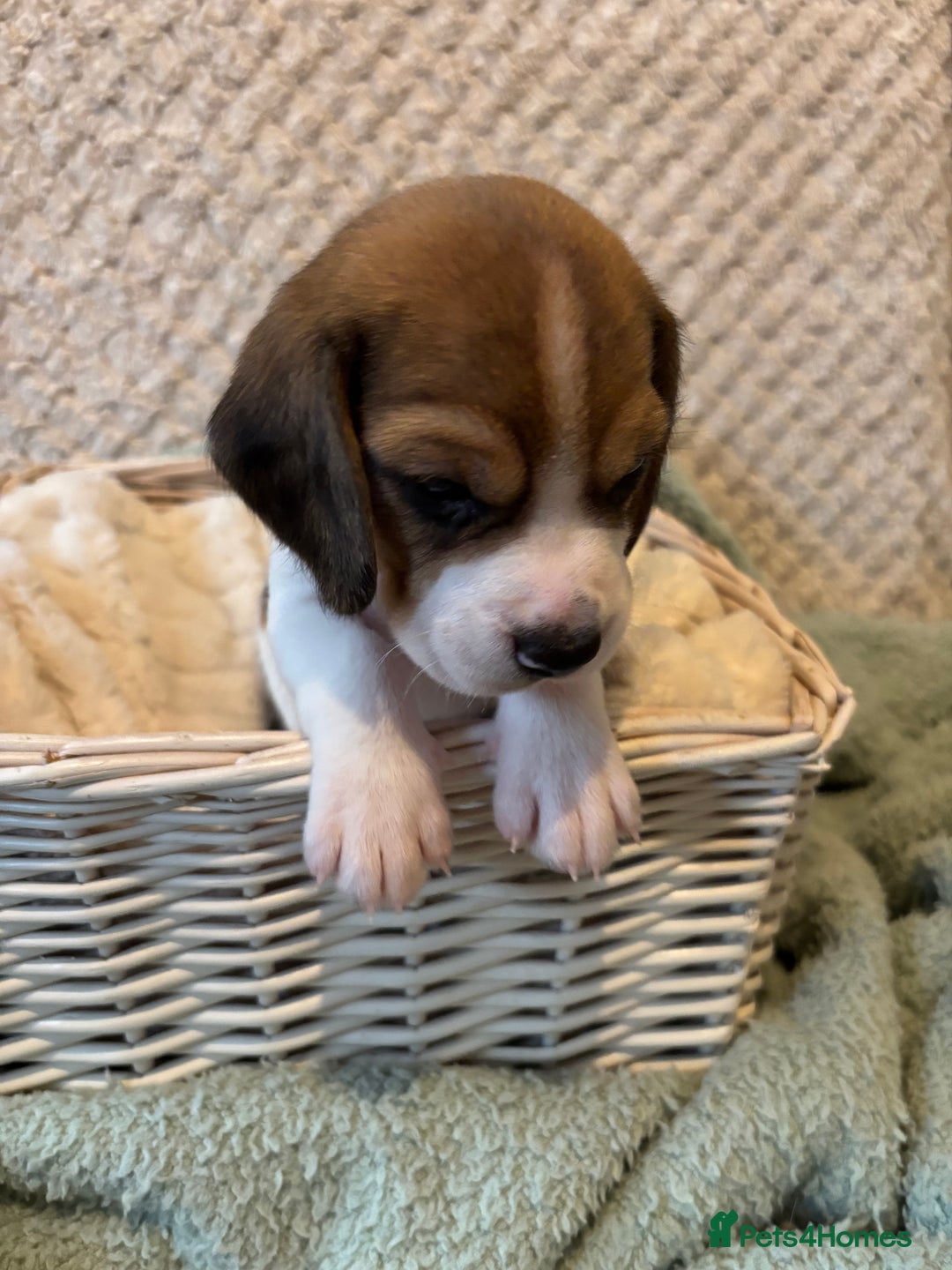 Beagle dogs for sale: KC registered Beagle puppies  - Image 35